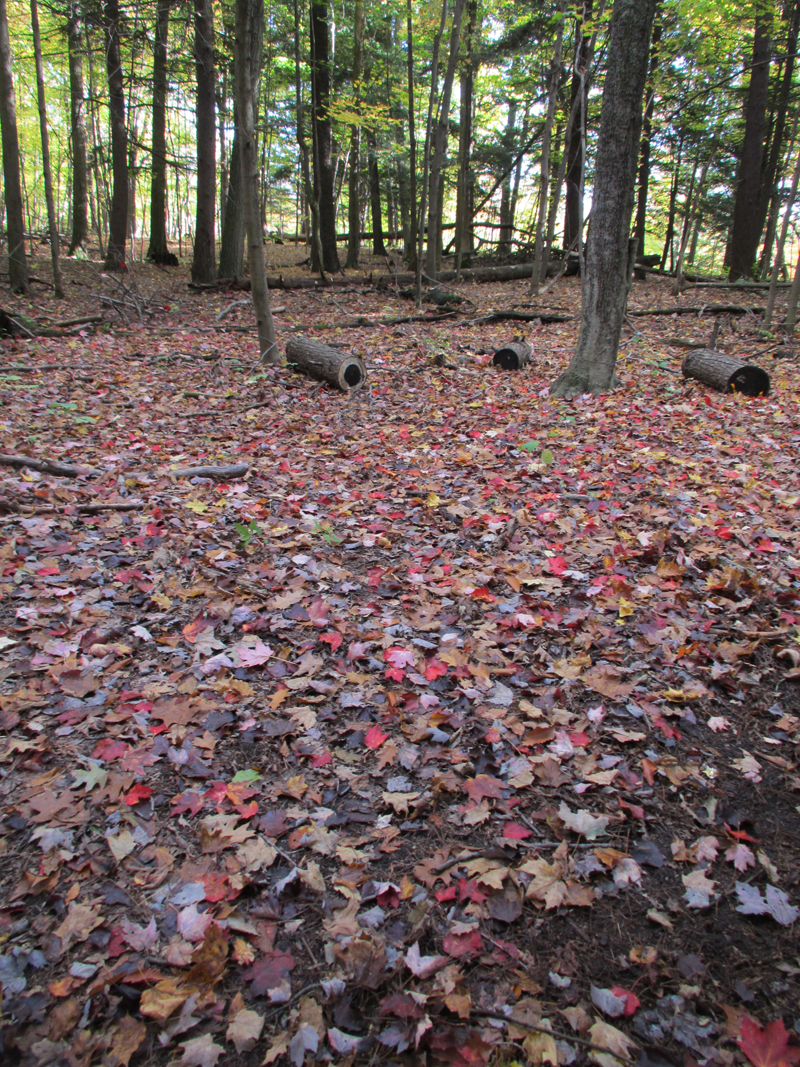 Rouge River National Park